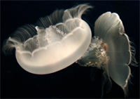 moon jellies monterey aqaurium